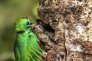 Quetzal resplandeciente alimentando a su cría en el nido, ubicado en el agujero de un tronco. 