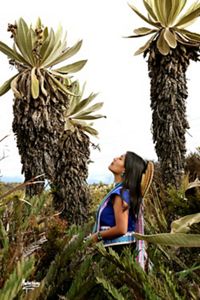 A young indigenous woman standing between big "frailejones", a typical plant of the paramo. 