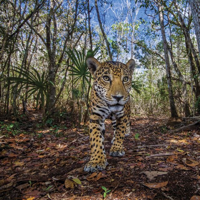 Un jaguar explora su hogar en la península de Yucatán, la cual alberga el 50% de la población de jaguares de México.