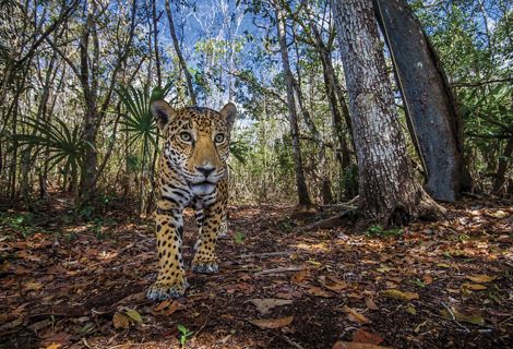Lessons from the Maya Forest Garden