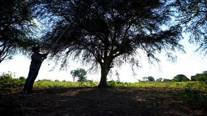 Un camino natural para la acción climática