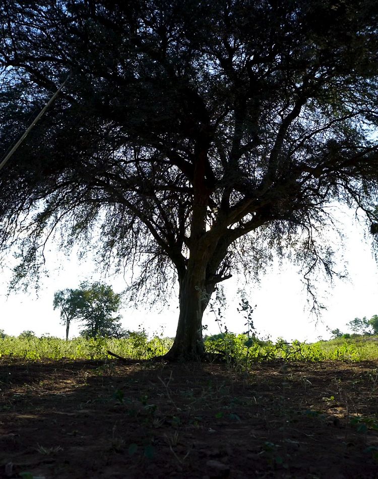 Un camino natural para la acción climática