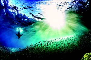 I shoot this photo in los Islotes in Espiritu Santo Island in La Paz Bay, Baja California Sur, Mexico