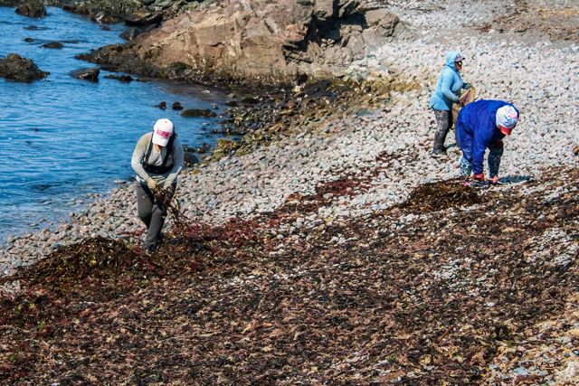 Las mujeres recolectoras de algas en Marcona juegan un rol activo en esta actividad que genera importantes ingresos para las familias pesqueras.