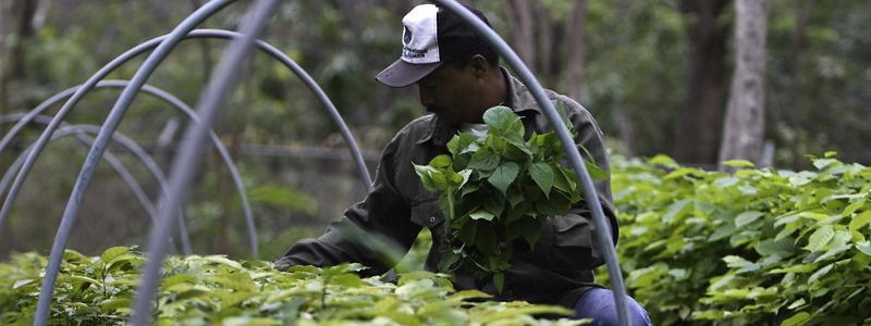An Ecuadorian farmer working collecting a harvest on a nursery.