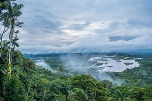 Panorámica de selva amazónica ecuatoriana. 
