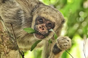 Muriqui monkey in the Atlantic Forest.
