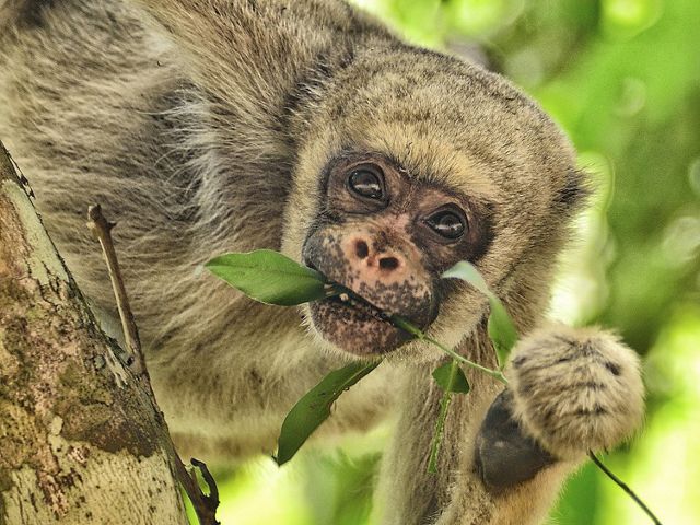 a close up photo of a woolly spider monkey holding a branch in its mouth
