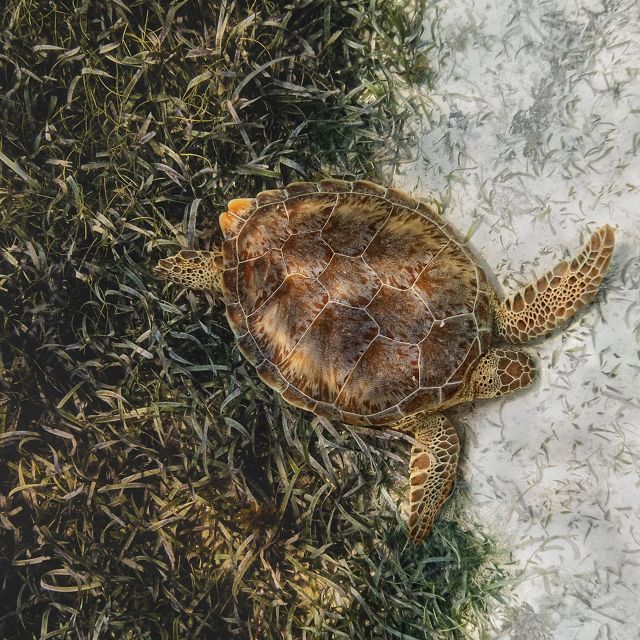es una de las tres variedades de tortugas marinas (verde, carey y boba) que anidan en Belice.