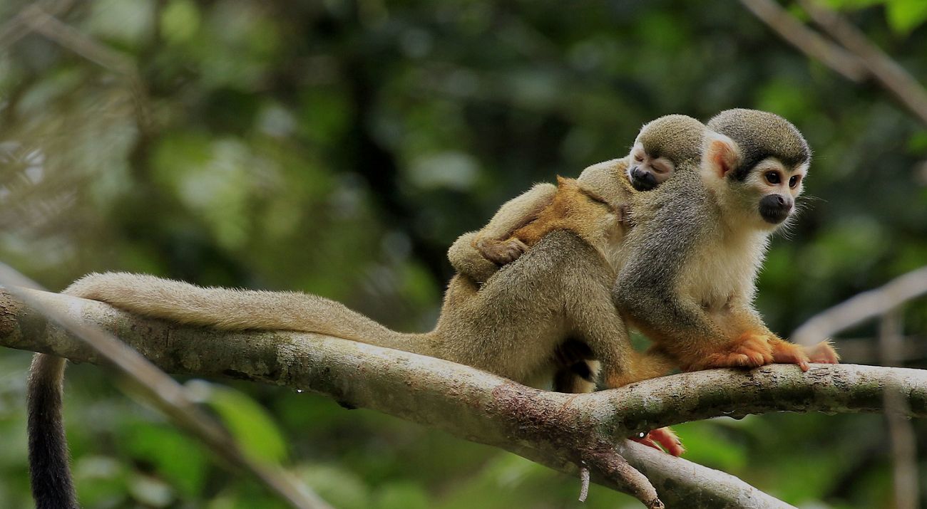 a baby squirrel monkey on the back of its mother.