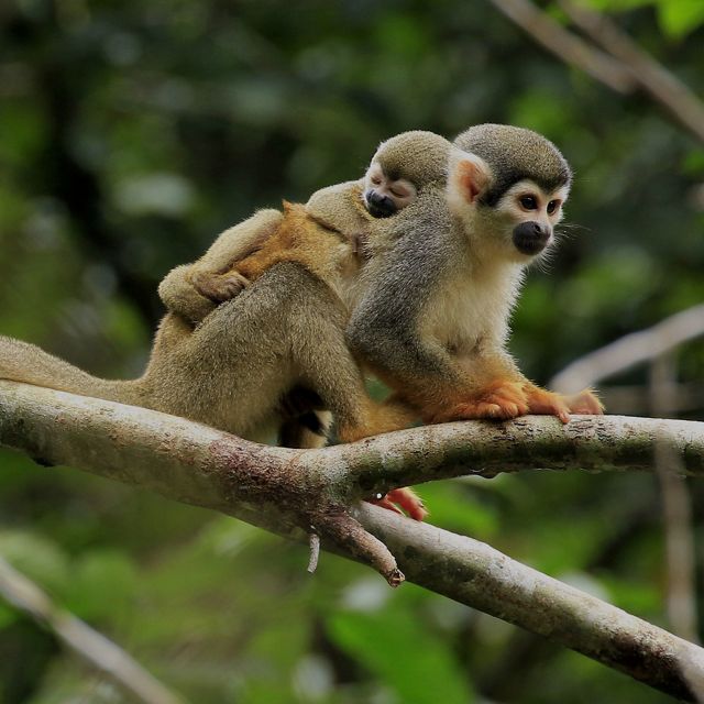 Dos increíbles primates en la selva amazónica ecuatoriana 