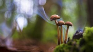 Pequeños hongos brotan en el suelo fértil de un bosque mexicano. 