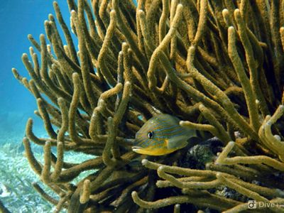 e cuenta con tres de los cuatro atolones de coral del Atlántico, exuberantes manglares y numerosas islas marinas; además, alberga 77 especies catalogadas como amenazadas por l