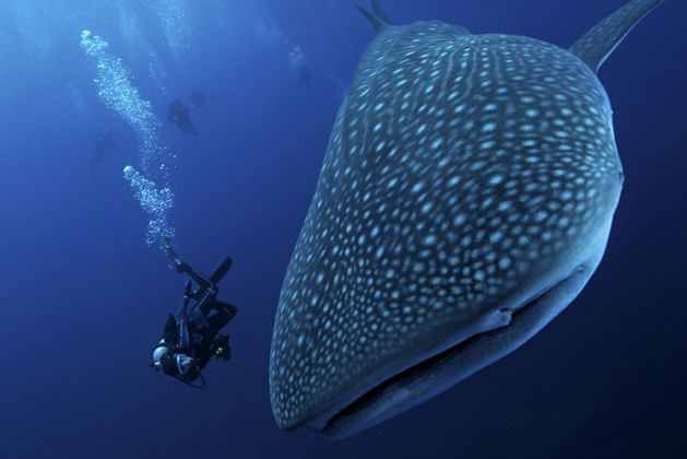 Enorme tiburón ballena y un buzo nadan en la profundidad azul oscuro del océano.