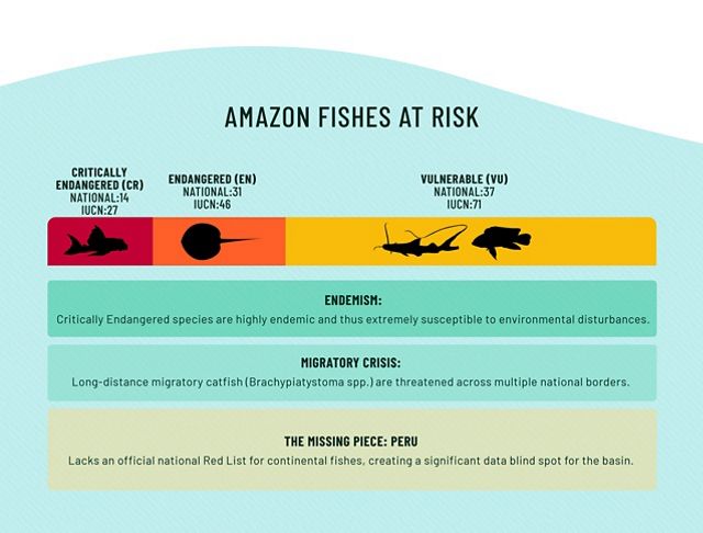 Of the roughly 2,7000 freshwater fish species native to the Amazon basin, 82 are listed as Critically Endangered, Endangered, or Vulnerable.