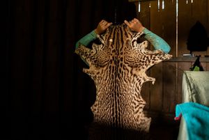 A silhouette holding on his back the skin of a jaguar.