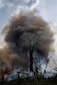 A burning tree in the forest, with smoke behind it. 
