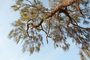 cuenta con árboles que generan servicios ecosistémicos, que con el aprovechamiento adecuado son recursos maderables de alta calidad.