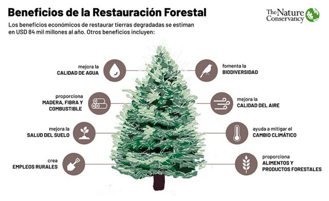 Dibujo de árbol enumera los principales beneficios de la restauración, mejoras en calidad de aire, agua, suelos, empleos ruruales, alimentos y biodiversidad.