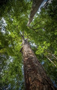 Dinizia excelsa, el árbol más alto de América Latina. 