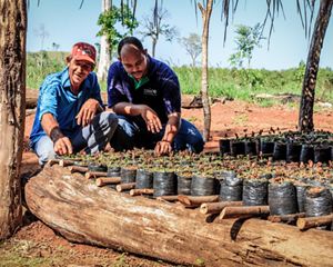 Restauración ecológica en Brasil