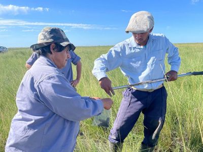 Tino están muestreando la tierra para ver la diferencia en la humedad del suelo de un lado y del otro de los bordos.