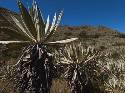 Paramo, frailejón, Colombia