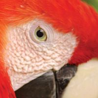 close up of the eye of a scarlet macaw