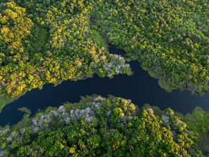 Aerial view of the Amazon Forest in Brazil. 