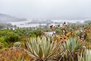 Frailejón en primer plano de una vista de páramo colombiano. 