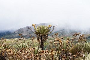 Oso andino - páramo