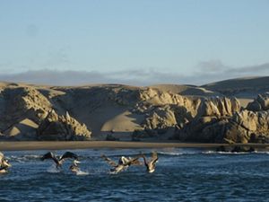 Grupo de aves volando a ras del mar, en maniobras de alimentación, con murallones de arena costeros y el cielo de fondo. 