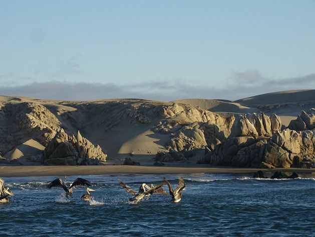 Aves volando a baja altura sobre el océano peruano, con el relieve costero al fondo. 