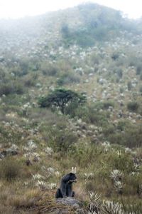 Oso andino posado sobre una piedra, con una colina con frailejones a su espalda. 