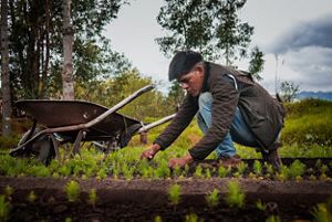 Joven trabajador agrícola arrodillado en el suelo acomodando pequeños brotes verdes en un cultivo. 