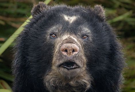 Rostro de oso andino, conocido popularmente como "oso de anteojos".