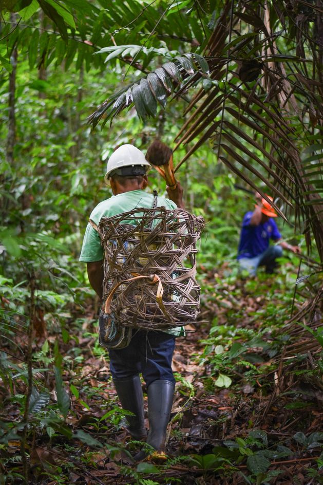 Trabajo del agro en la selva peruana.