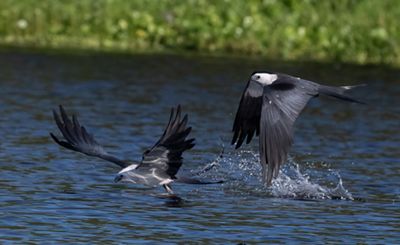  Dos aves de collar blanco se elevan sobre una masa de agua resplandeciente, con las alas extendidas.