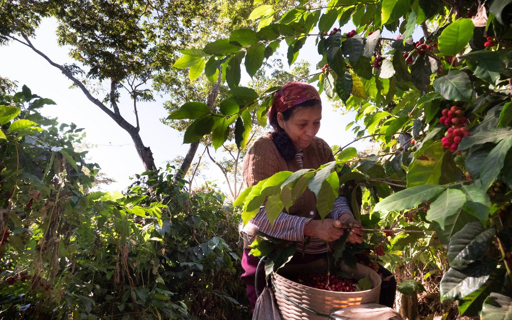 mujer cultiva café en Guatemala