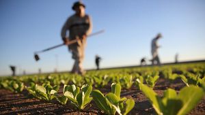 Imagen de un cultivo sostenible en Perú, parte de la contribución en mitigar el cambio climático. 