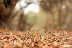 Sotobosque con mucha materia orgánica en descomposición cubriendo el suelo y árboles juveniles en regeneración.