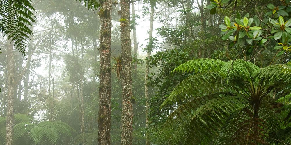 Helechos arbóreos y bromelias en un bosque nuboso en el centro de Guatemala.