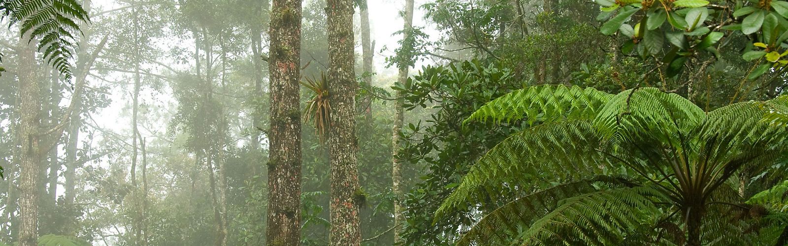 
Helechos arbóreos y bromelias decoran el bosque nuboso en la Reserva Privada Sacj en el centro de Guatemala. 