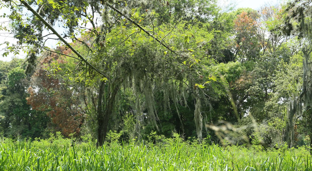 Implementación y Financiamiento de la Adaptación basada en Ecosistemas (AbE) por parte del Sector Agroalimentario para reducir el riesgo climático y los impactos ambientales en América Latina
