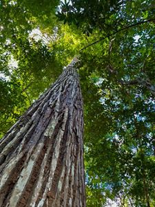 A view from down to top of a very tall tree, with green foliage at the top. 