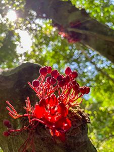 Red flower and fruits from amazon rainforest.
