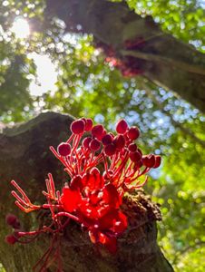 Red fruits emerging from a trunk, with green foliage and a ray of sun over it. 