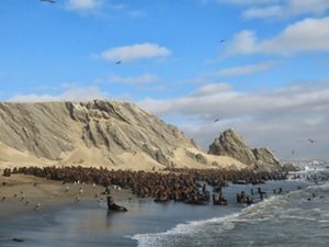 Lobos marinos y gaviotas comparten en la costa peruana. 