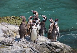 Grupo de pingüinos de Humboldt mirando en distintas direcciones desde un roquerío costero con el mar de fondo. 