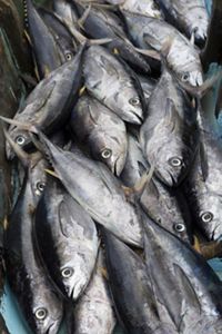 Atunes de aleta amarilla en bote pesquero de Puerto López, Ecuador.